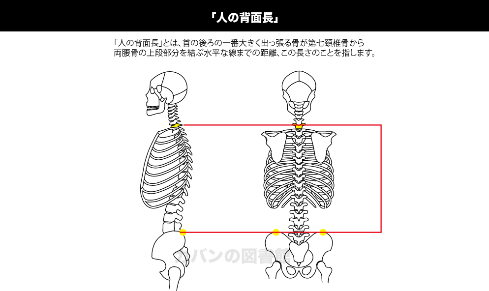 人の背面長